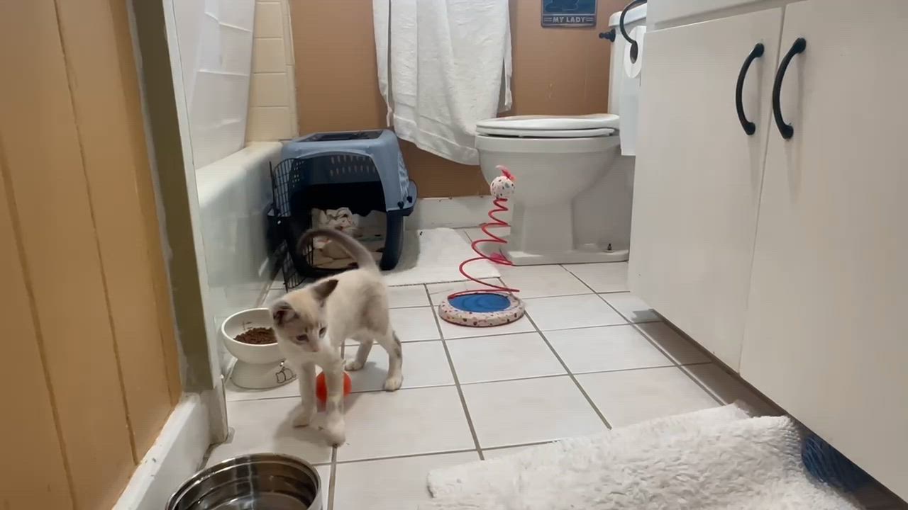 Enlarge Shio, an adopted mixed breed in Honolulu, HI video 3/3