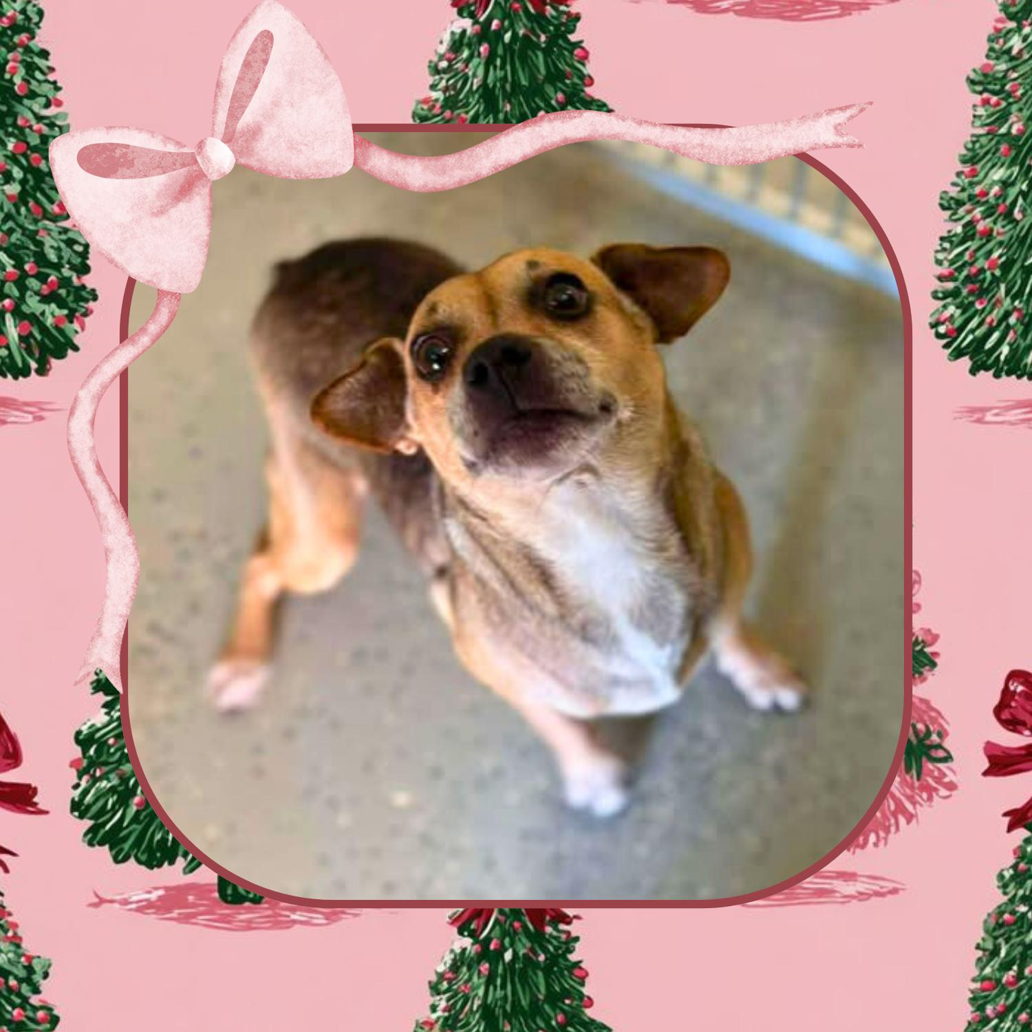 Gretta, ADOPTABLE, Adult Female Beagle.