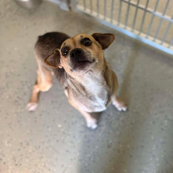 Gretta, a ADOPTABLE mixed breed in Bardstown, KY image 2/6