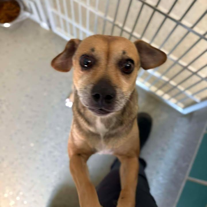 Gretta, a ADOPTABLE mixed breed in Bardstown, KY image 3/6