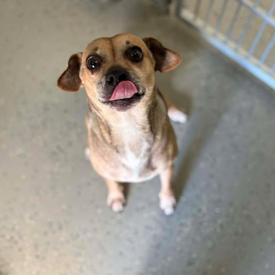 Gretta, a ADOPTABLE mixed breed in Bardstown, KY image 4/6