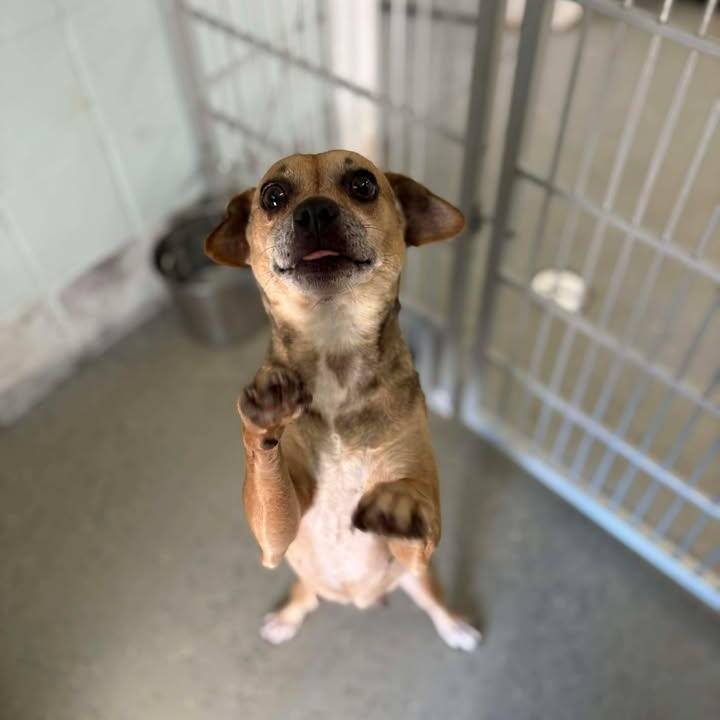 Gretta, a ADOPTABLE mixed breed in Bardstown, KY image 5/6