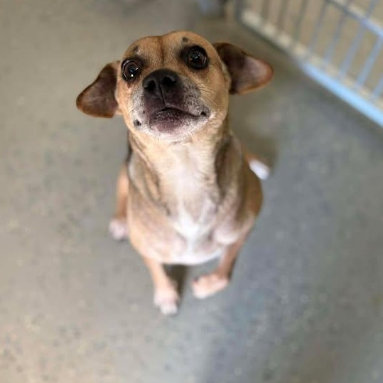 Gretta, a ADOPTABLE mixed breed in Bardstown, KY image 6/6