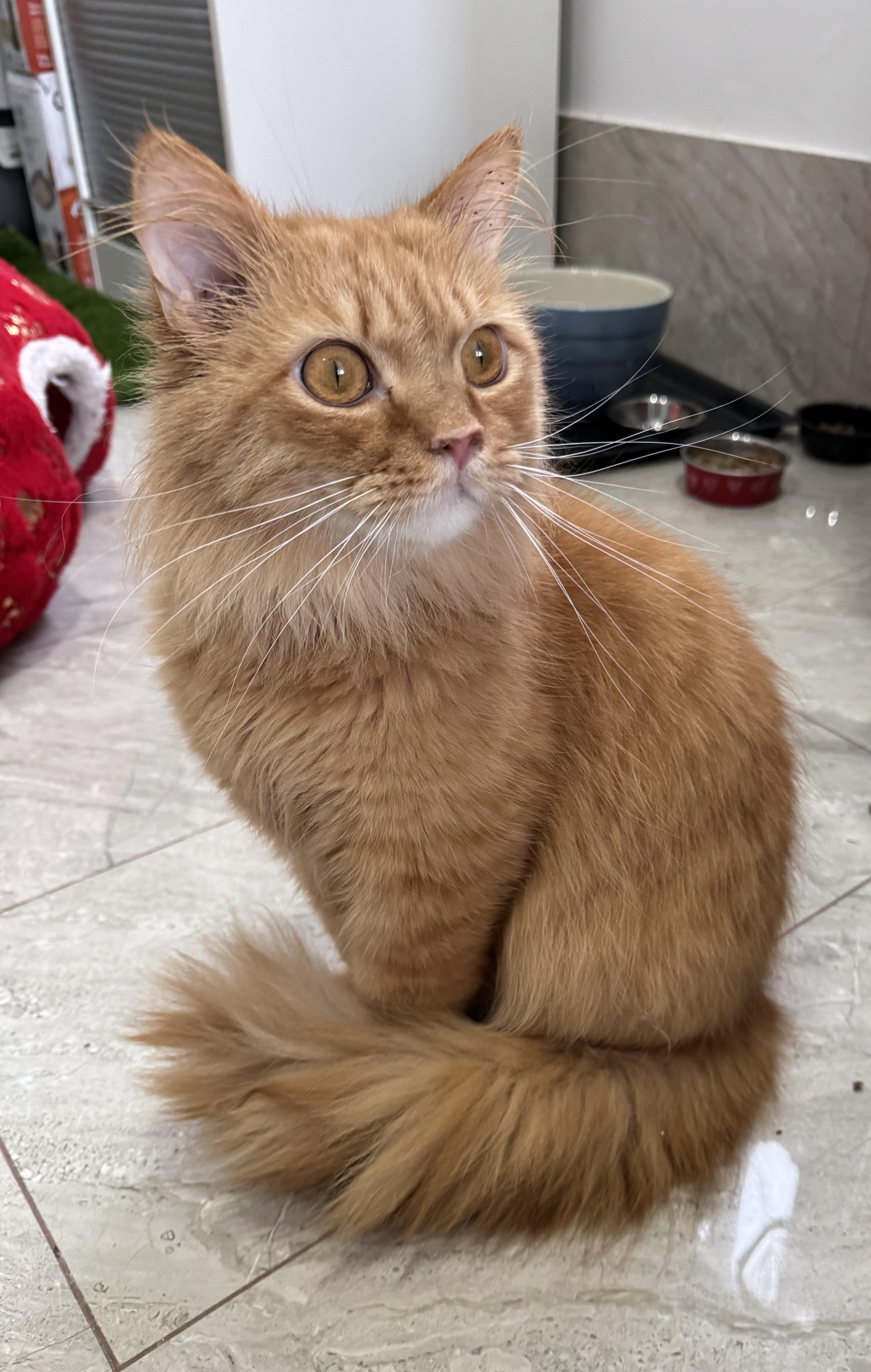 Enlarge Waffle- Kaileigh, an adopted mixed breed in Brampton, ON image 3/5