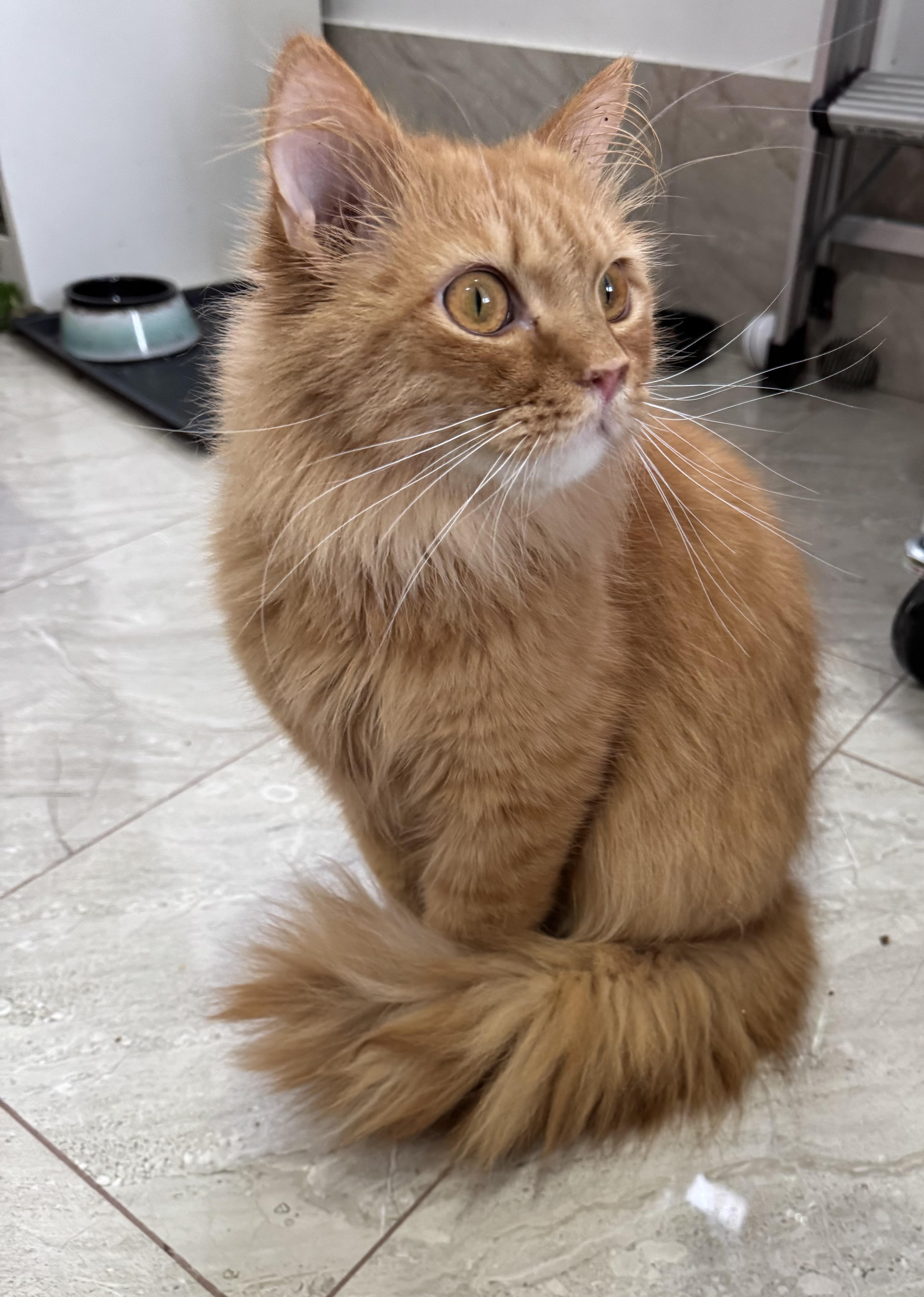 Enlarge Waffle- Kaileigh, an adopted mixed breed in Brampton, ON image 1/5