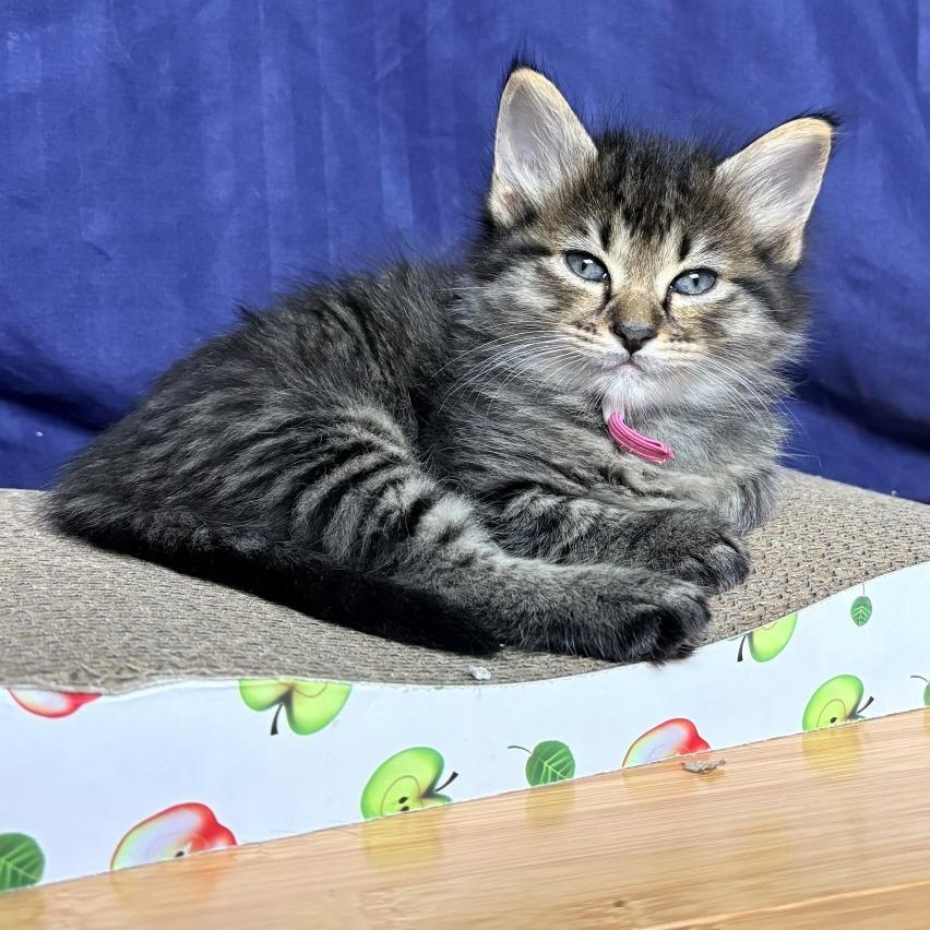 Yogurt Parfait 4, Adoptable, Kitten Female Domestic Short Hair.