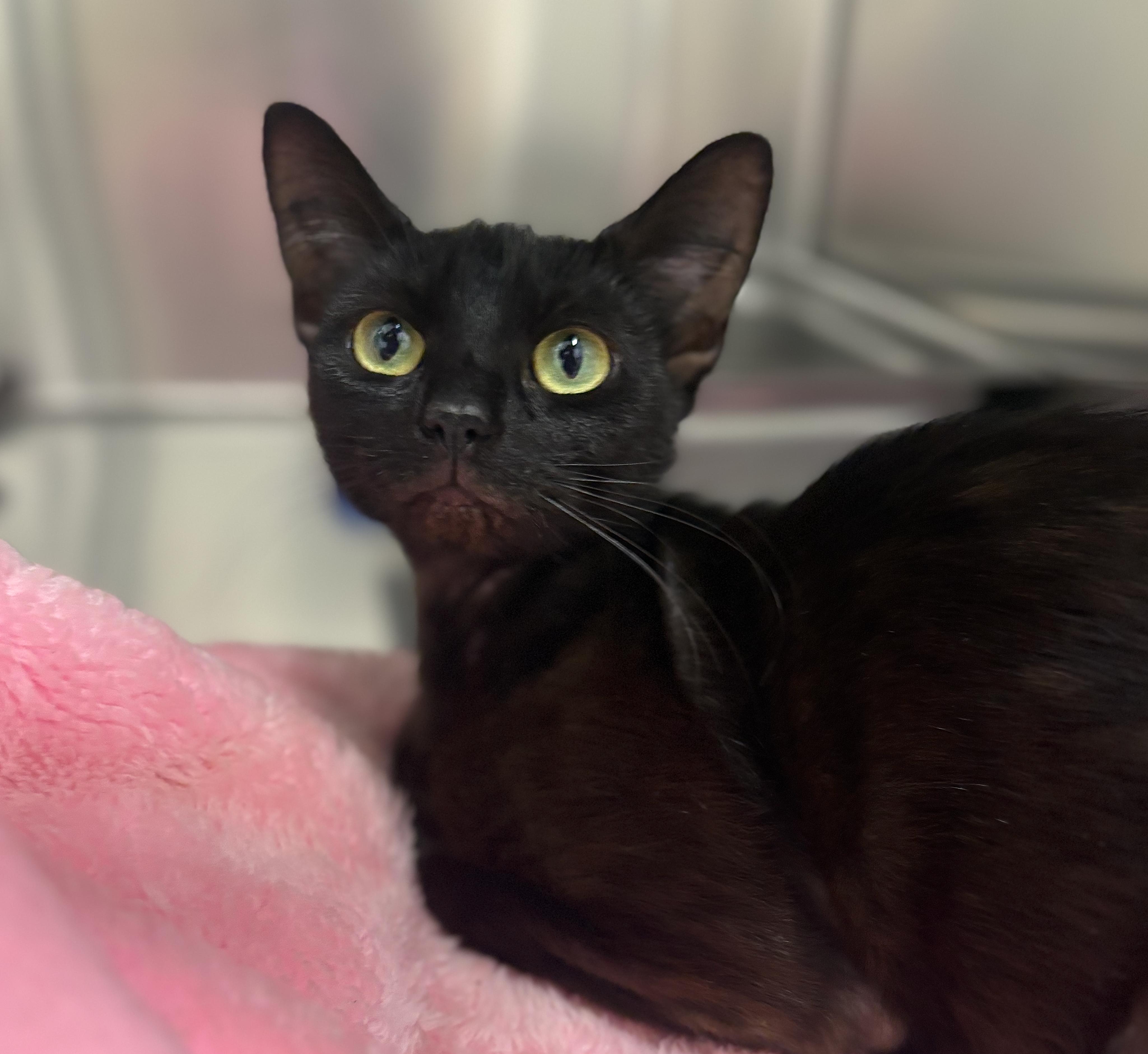Shade, adoptable, Young Female Domestic Short Hair.