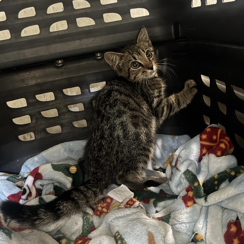 Enlarge Jordan, a Adoptable Domestic Short Hair in Dillon, SC image 1/1