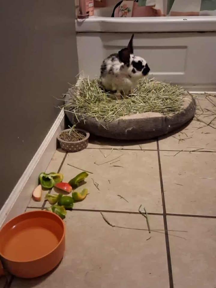 Enlarge Moonpie, a Adoptable mixed breed in Sanford, NC image 2/5