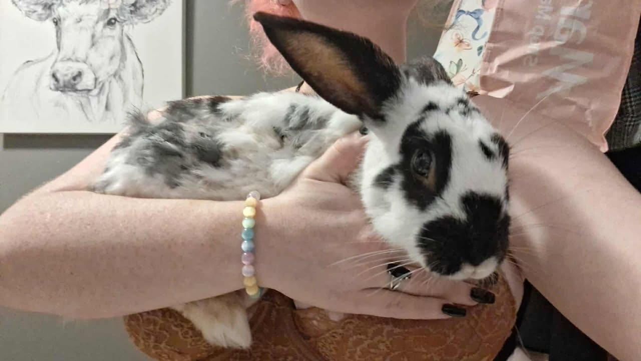 Enlarge Moonpie, a Adoptable mixed breed in Sanford, NC image 1/5