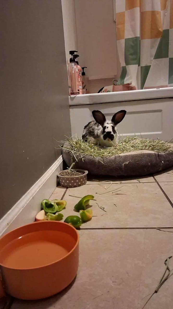 Enlarge Moonpie, a Adoptable mixed breed in Sanford, NC image 4/5