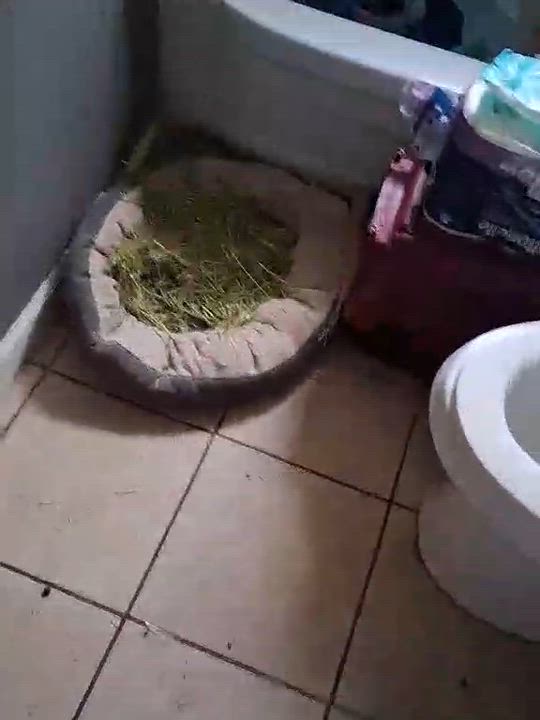 Enlarge Moonpie, a Adoptable mixed breed in Sanford, NC video 3/5