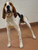 Enlarge Wagley (92995), a ADOPTABLE mixed breed in Spanish Fork, UT image 1/1