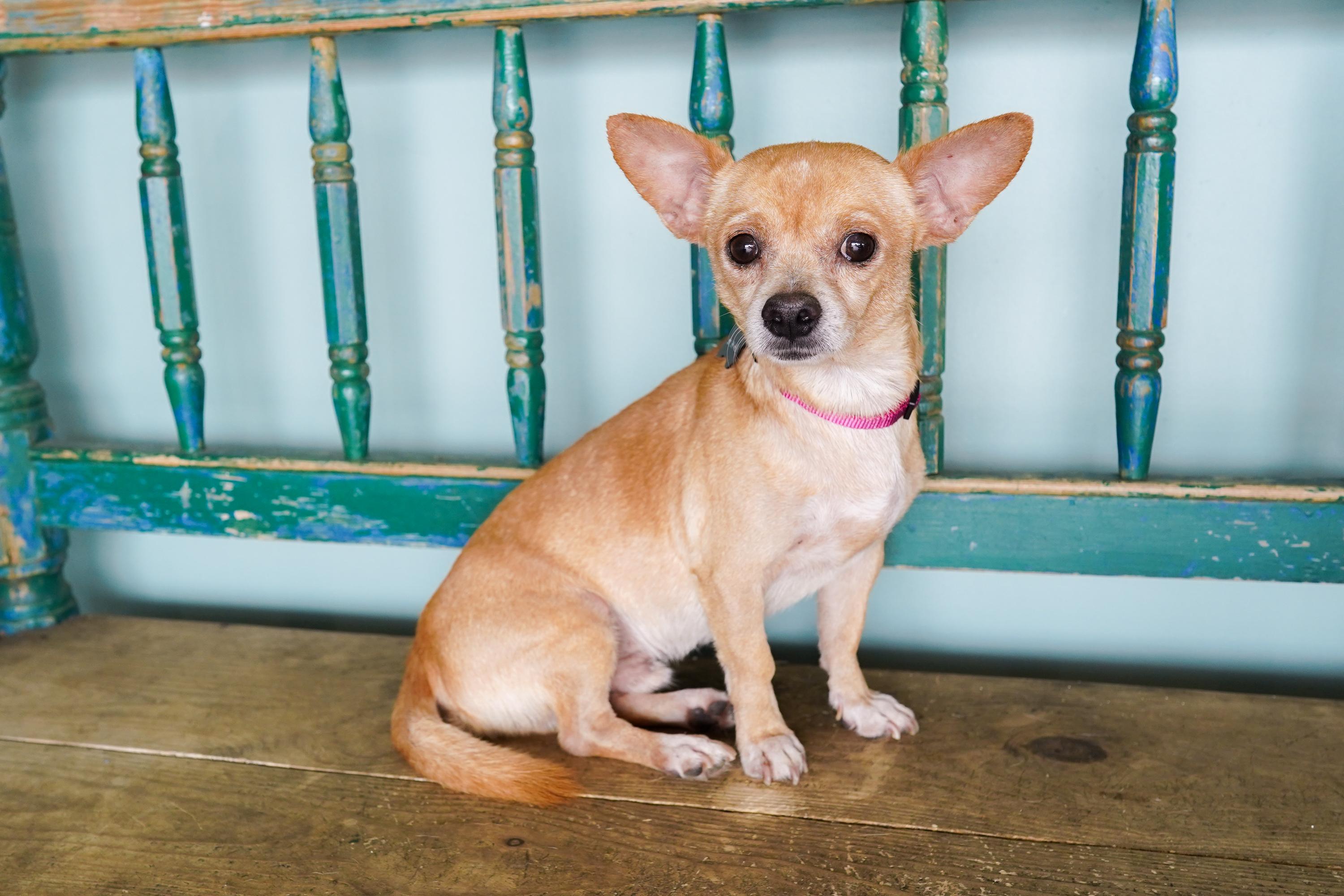Carnitas, Adoptable, Adult Male Chihuahua.