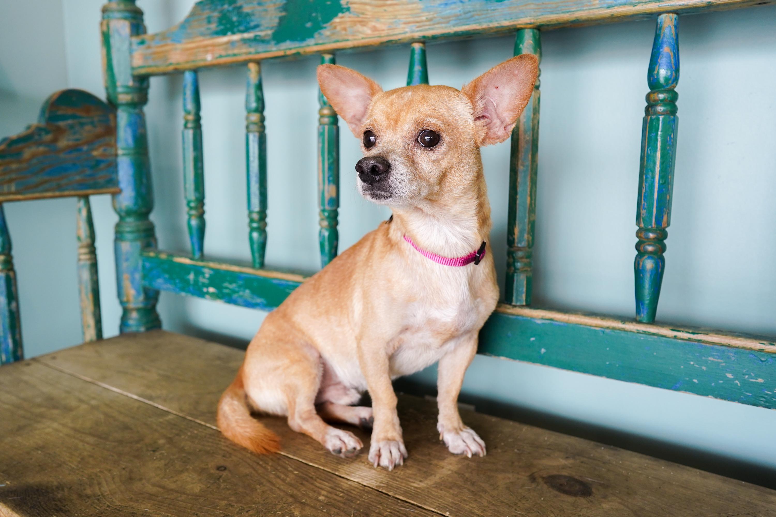 Enlarge Carnitas, a Adoptable mixed breed in San Antonio, TX image 4/4