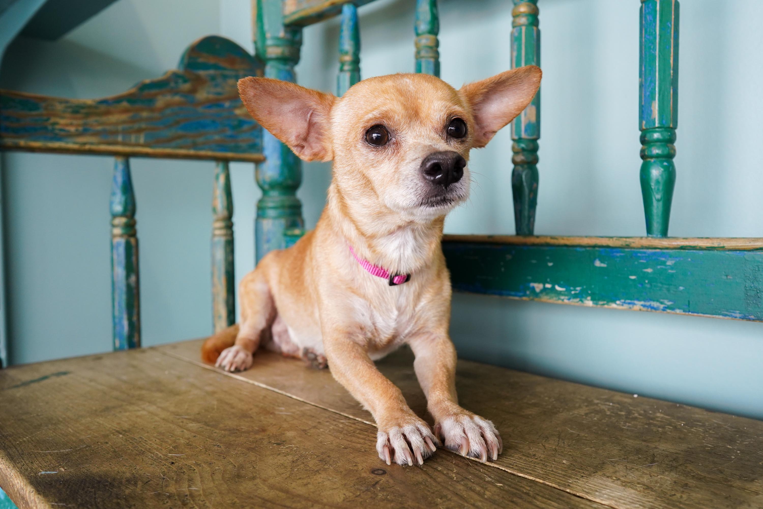 Enlarge Carnitas, a Adoptable mixed breed in San Antonio, TX image 3/4