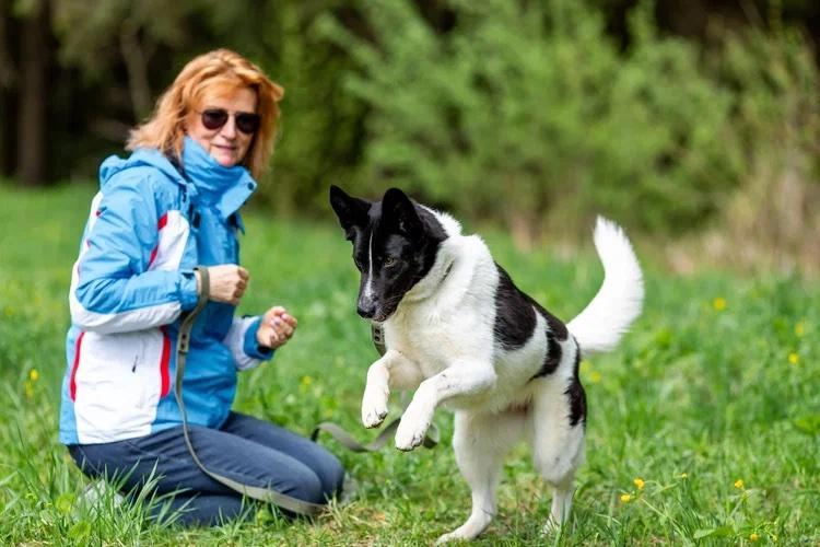 Enlarge Chanel (Shani), a Adopted mixed breed in Fredericksburg, VA image 6/6