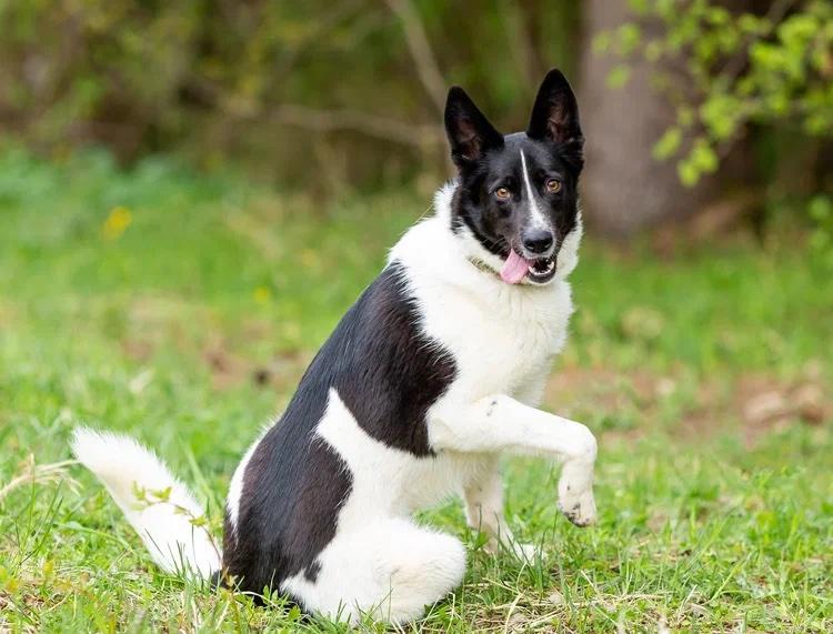 Enlarge Chanel (Shani), a Adopted mixed breed in Fredericksburg, VA image 2/6