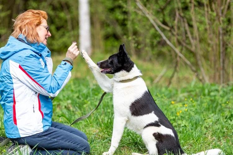 Enlarge Chanel (Shani), a Adopted mixed breed in Fredericksburg, VA image 4/6