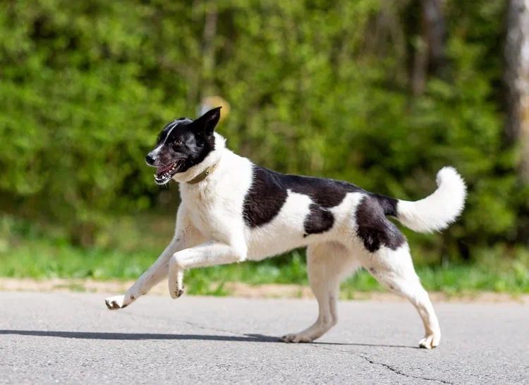 Enlarge Chanel (Shani), a Adopted mixed breed in Fredericksburg, VA image 3/6