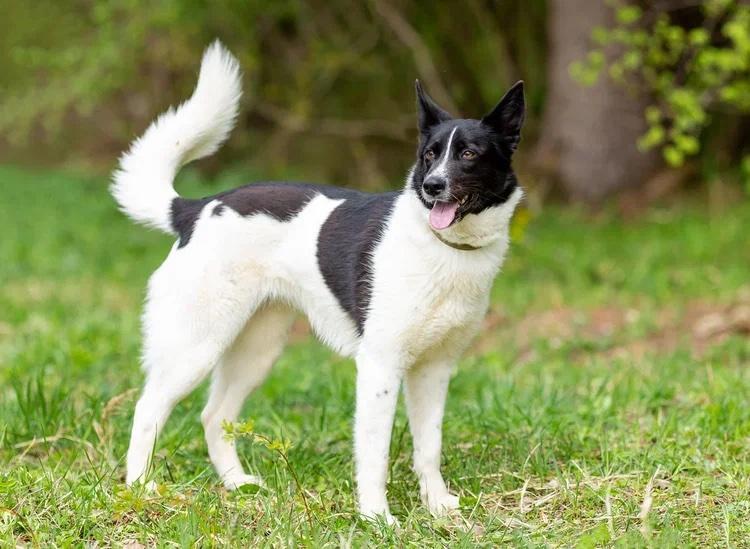 Chanel (Shani), Adopted, Young Female Mixed Breed.