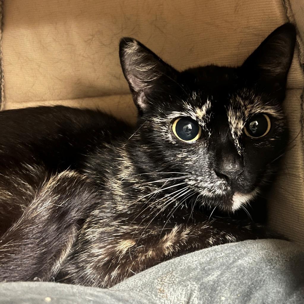 Daisy, Adoptable, Adult Female Domestic Short Hair.