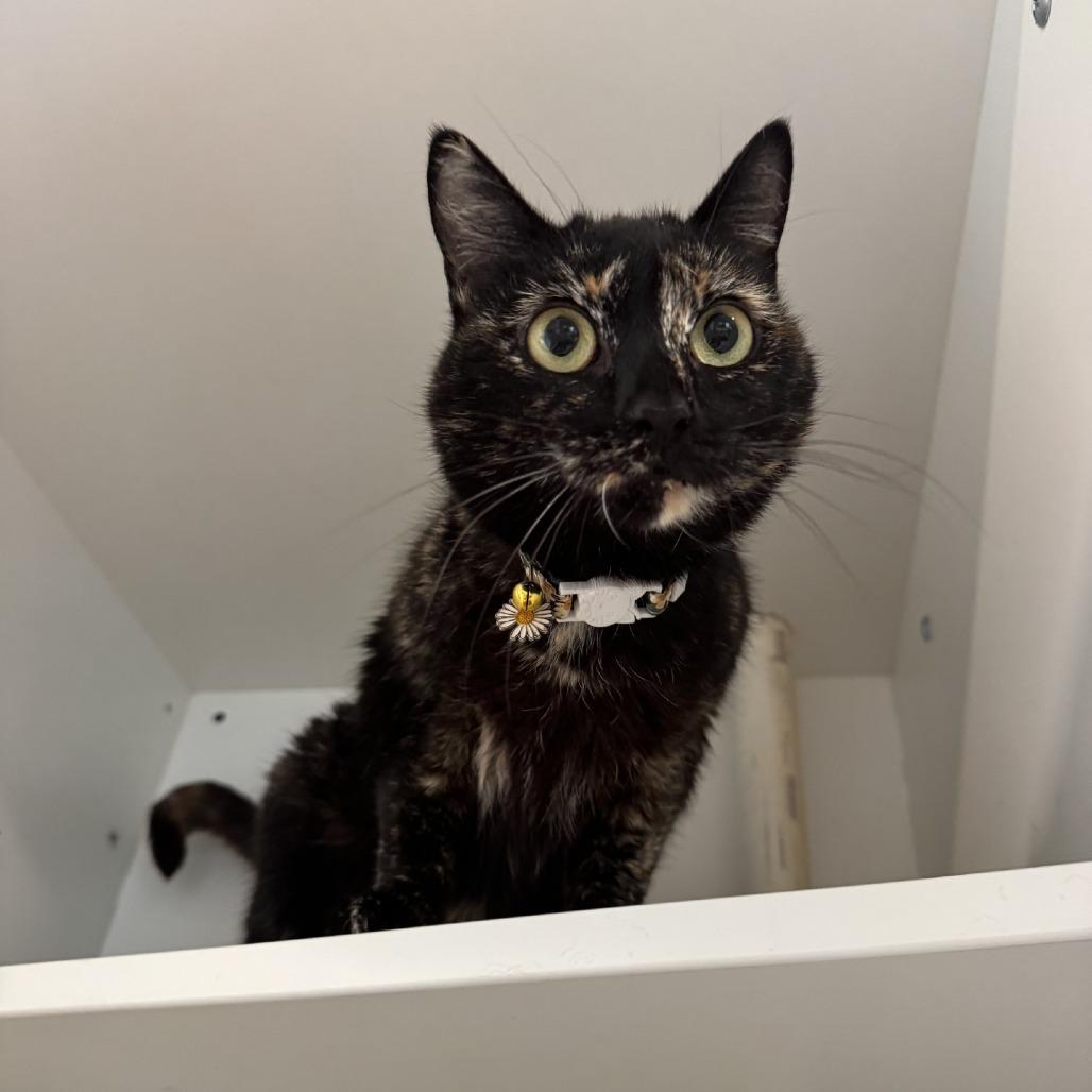 Enlarge Daisy, a Adoptable Domestic Short Hair in Buellton, CA image 2/2