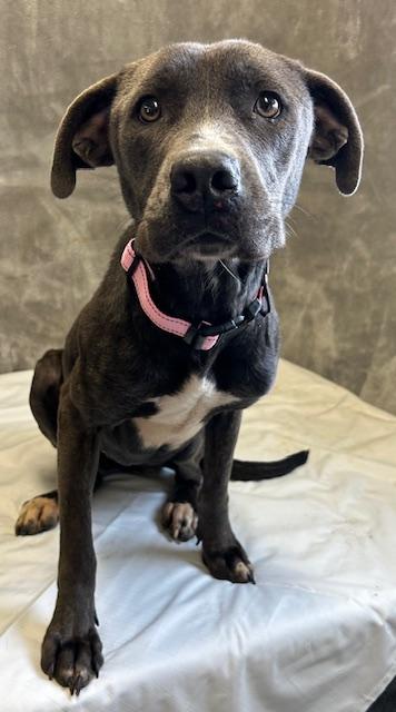 Enlarge Helen, a Adoptable mixed breed in West Memphis, AR image 1/4