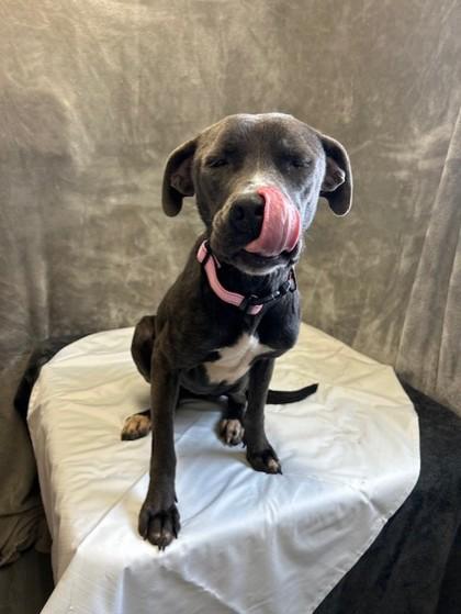 Enlarge Helen, a Adoptable mixed breed in West Memphis, AR image 2/3