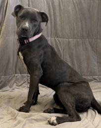 Enlarge Helen, a Adoptable mixed breed in West Memphis, AR image 4/4