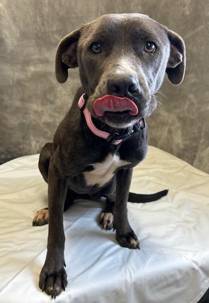 Enlarge Helen, a Adoptable mixed breed in West Memphis, AR image 1/3