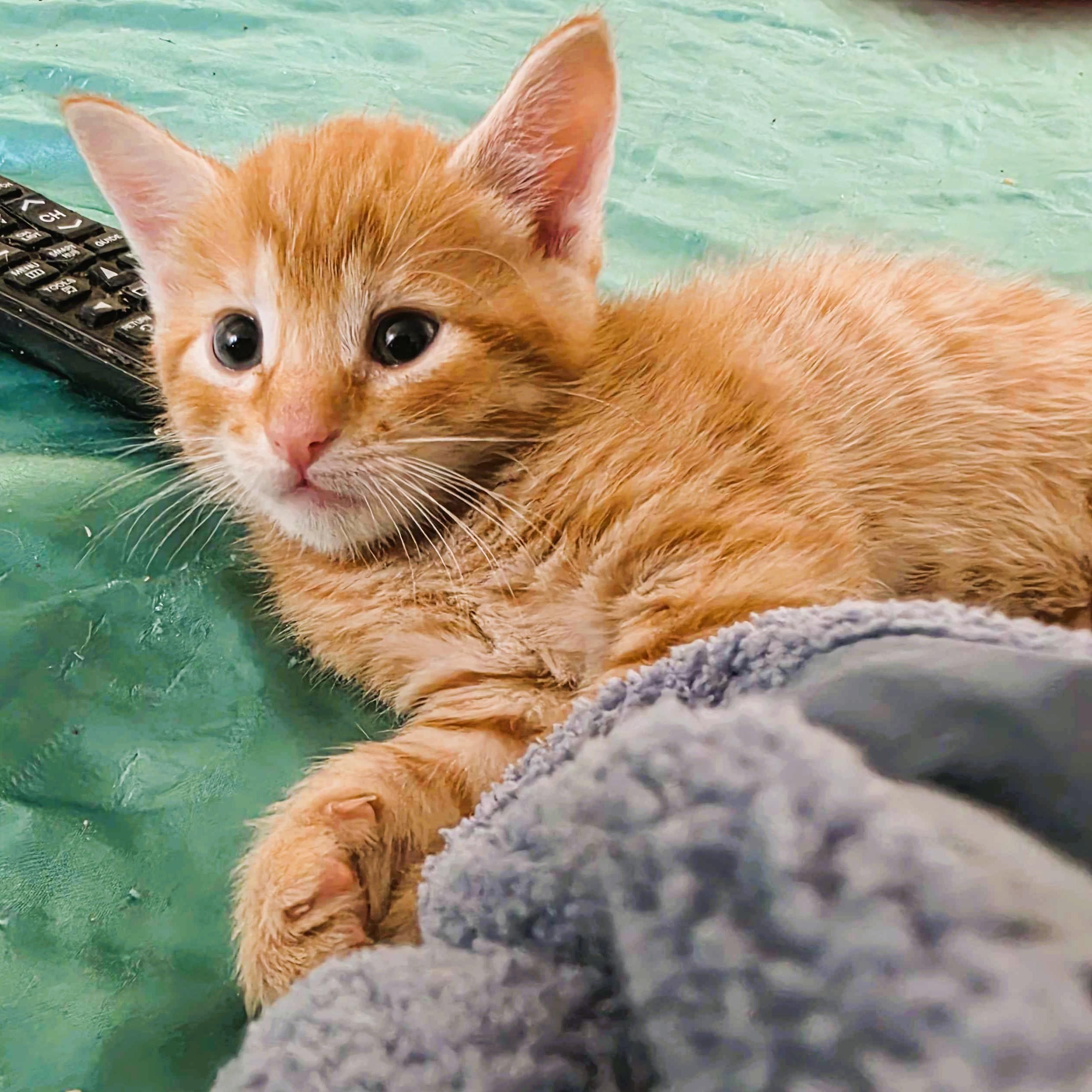 Jake, a ADOPTABLE Domestic Short Hair in Piscataway, NJ image 2/2