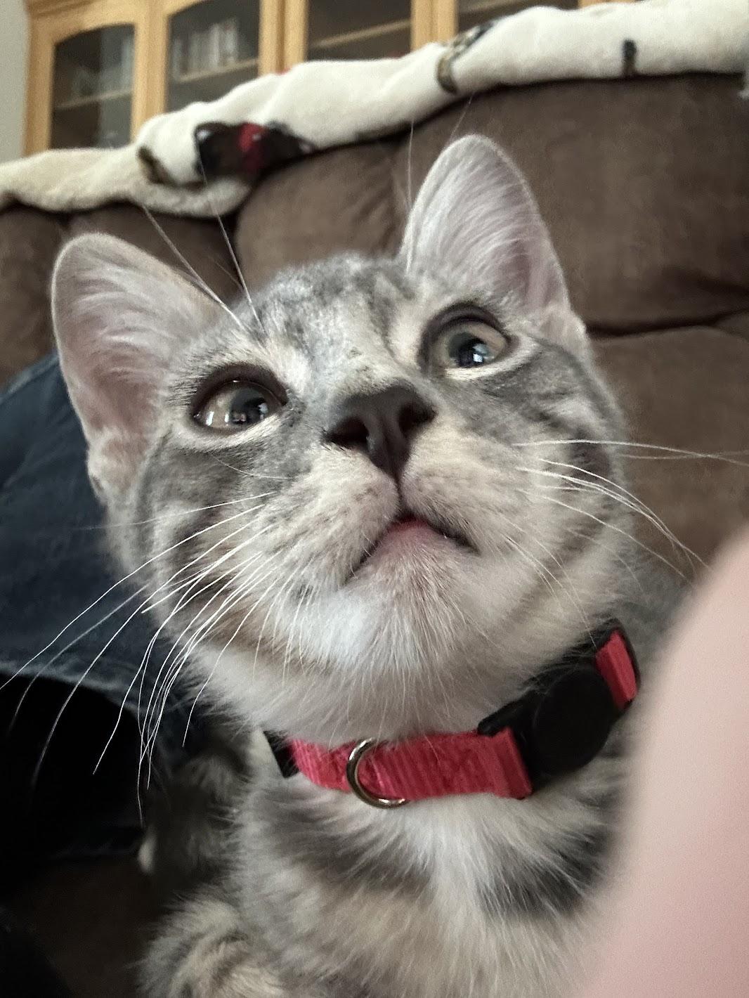 TOM COLLINS, a Adoptable mixed breed in Joshua Tree, CA image 1/3