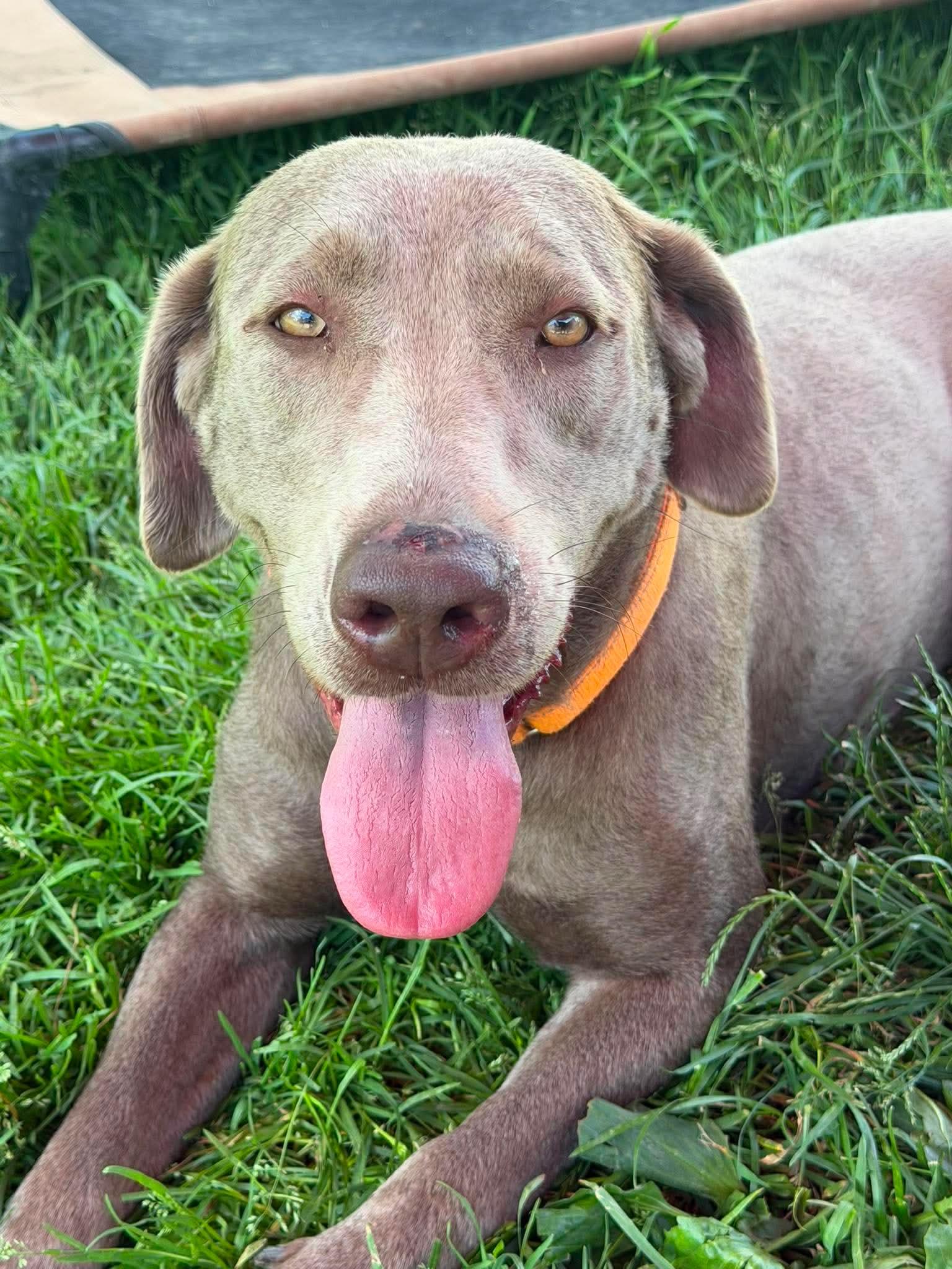 Enlarge Molly, a ADOPTABLE Labrador Retriever in Brunswick, OH image 5/6