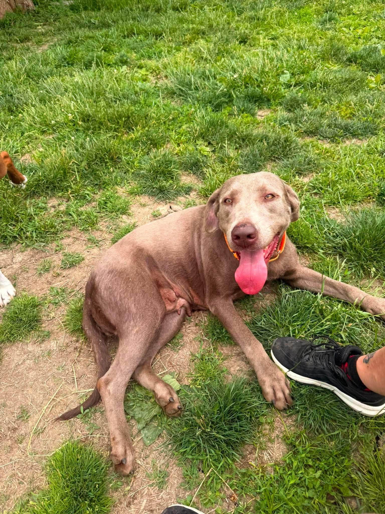 Enlarge Molly, a ADOPTABLE Labrador Retriever in Brunswick, OH image 3/6
