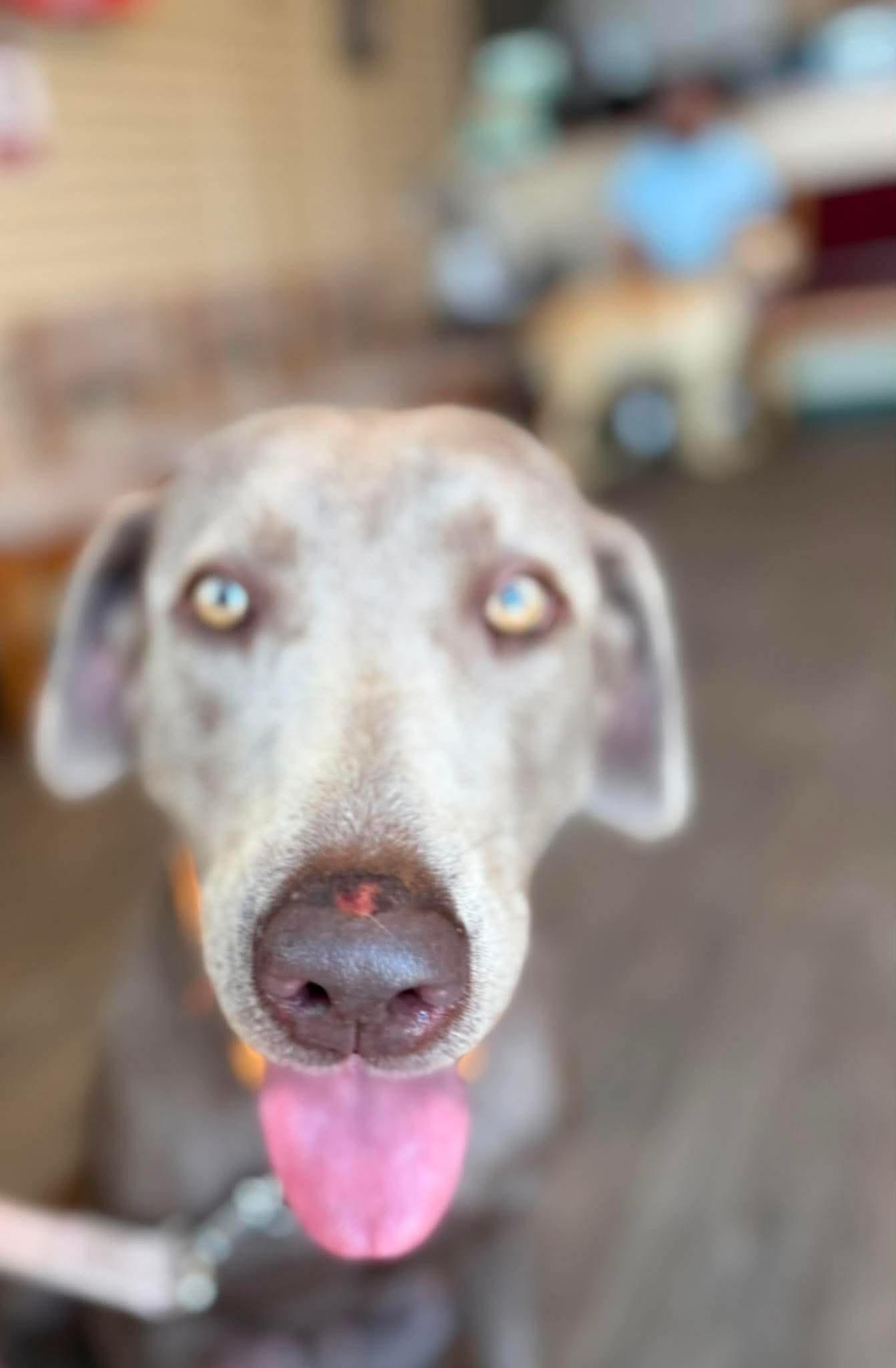 Enlarge Molly, a ADOPTABLE Labrador Retriever in Brunswick, OH image 6/6