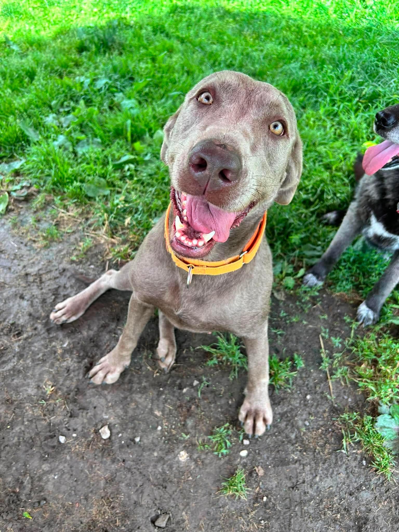 Enlarge Molly, a ADOPTABLE Labrador Retriever in Brunswick, OH image 1/6