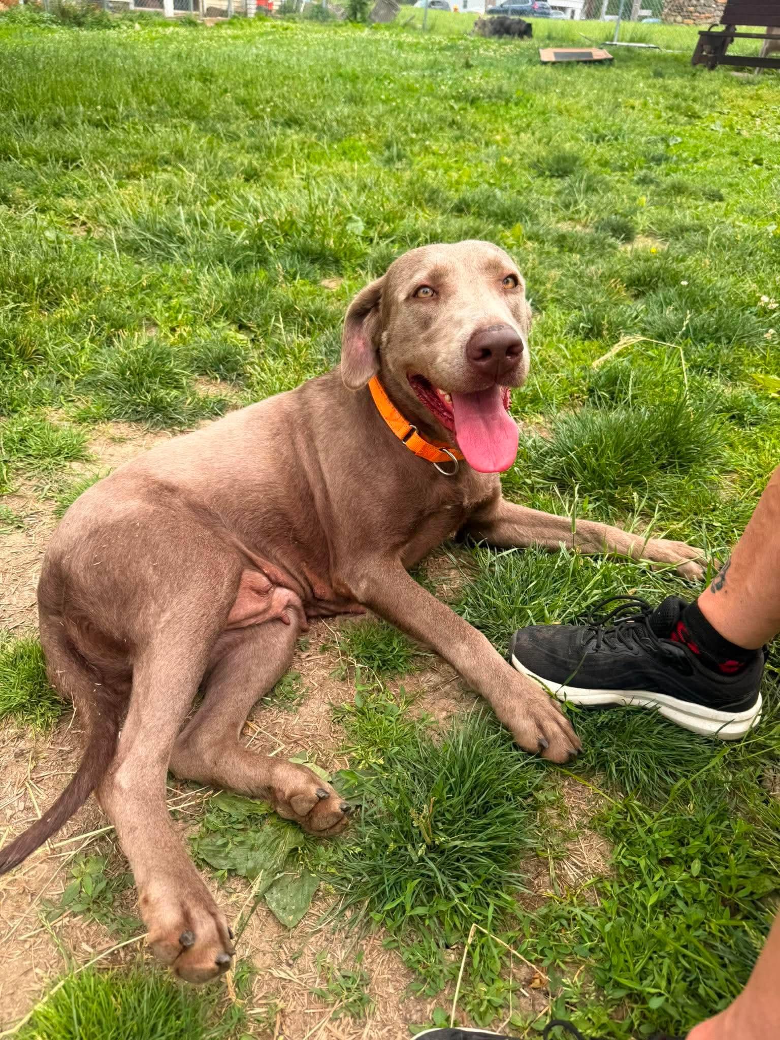 Enlarge Molly, a ADOPTABLE Labrador Retriever in Brunswick, OH image 2/6