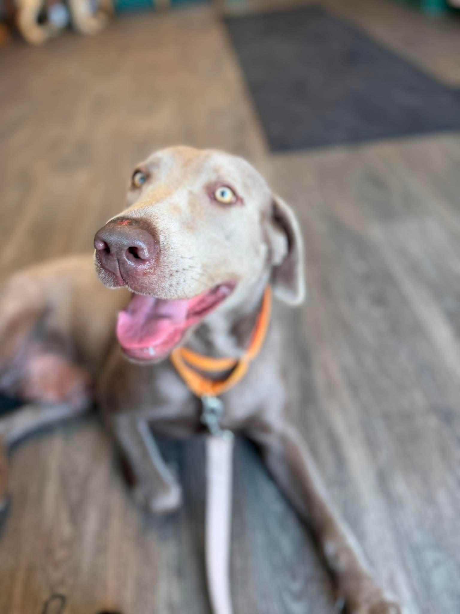 Enlarge Molly, a ADOPTABLE Labrador Retriever in Brunswick, OH image 4/6