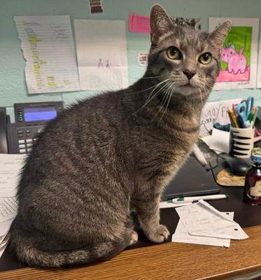 Feena, Adoptable, Senior Female Domestic Short Hair.