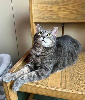 Feena, a Adoptable Domestic Short Hair in Williamsport, PA image 3/3