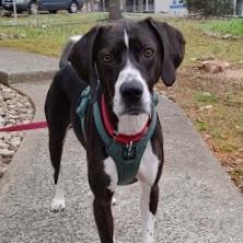 Enlarge Jacob, a Adoptable mixed breed in Charlottesville, VA image 1/6