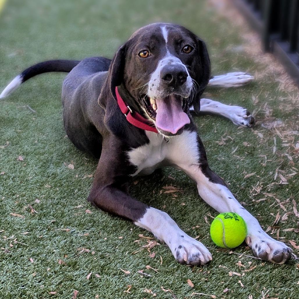 Enlarge Jacob, a Adoptable mixed breed in Charlottesville, VA image 2/6