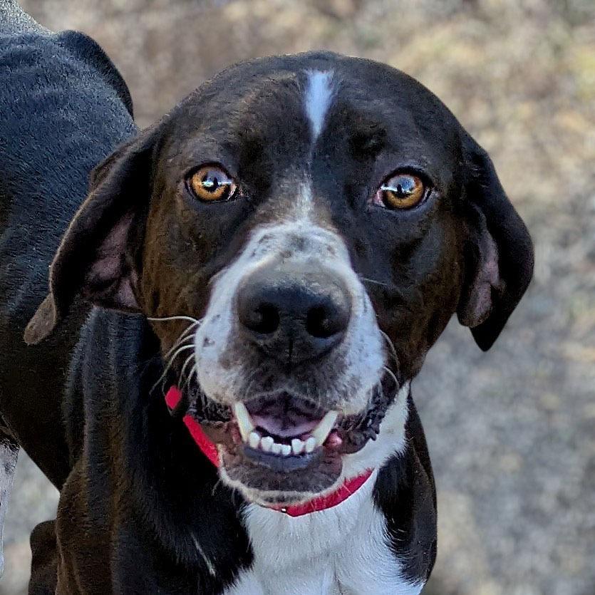 Enlarge Jacob, a Adoptable mixed breed in Charlottesville, VA image 3/6