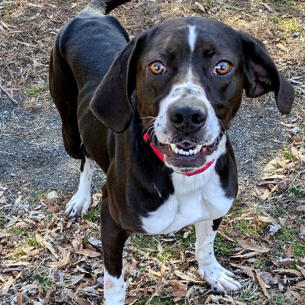 Enlarge Jacob, a Adoptable mixed breed in Charlottesville, VA image 4/6