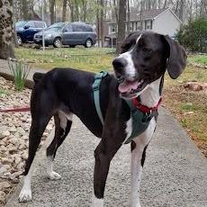 Enlarge Jacob, a Adoptable mixed breed in Charlottesville, VA image 5/6