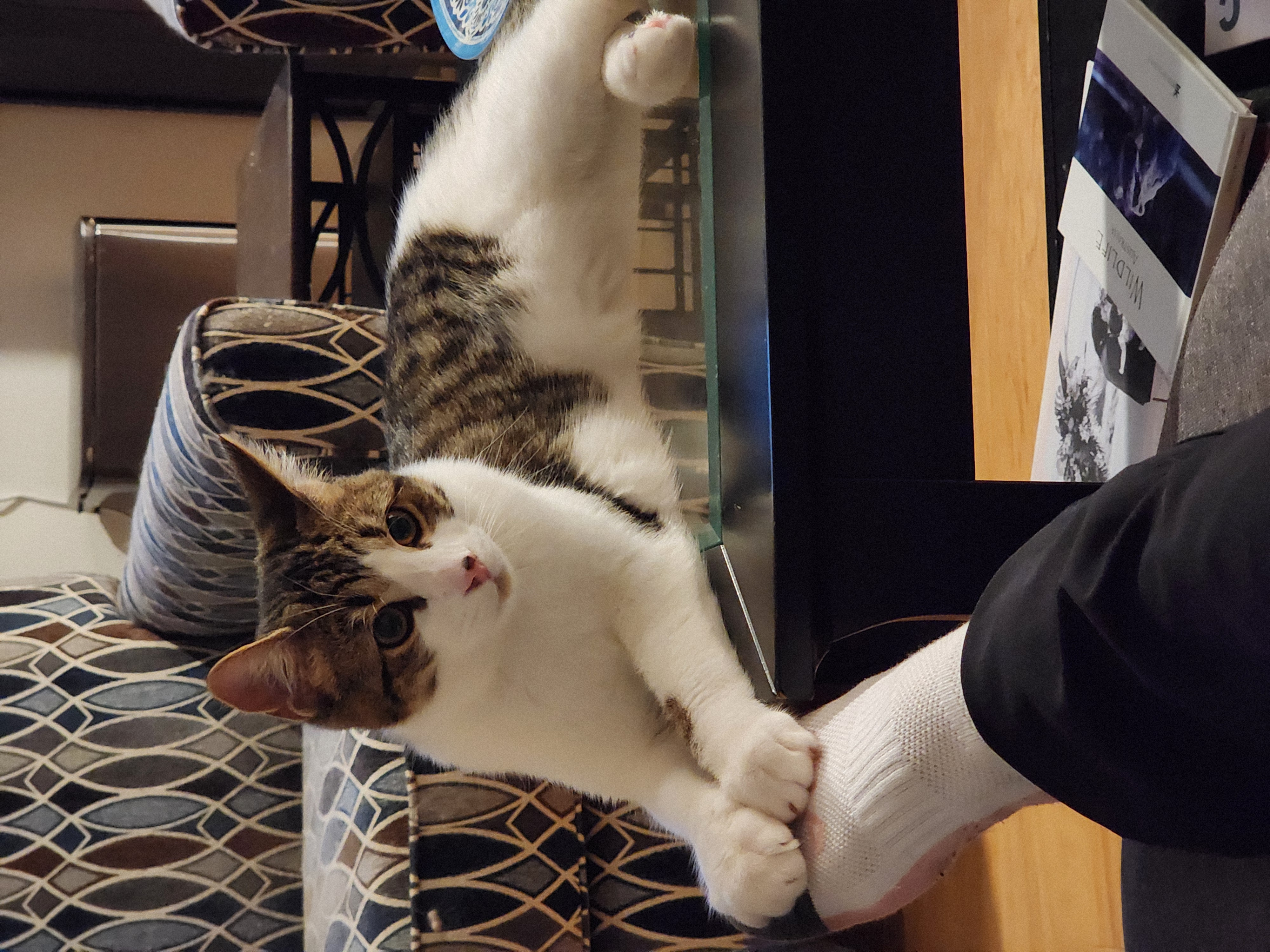 Hamez, a Adoptable Domestic Short Hair in Ottawa, ON image 3/6