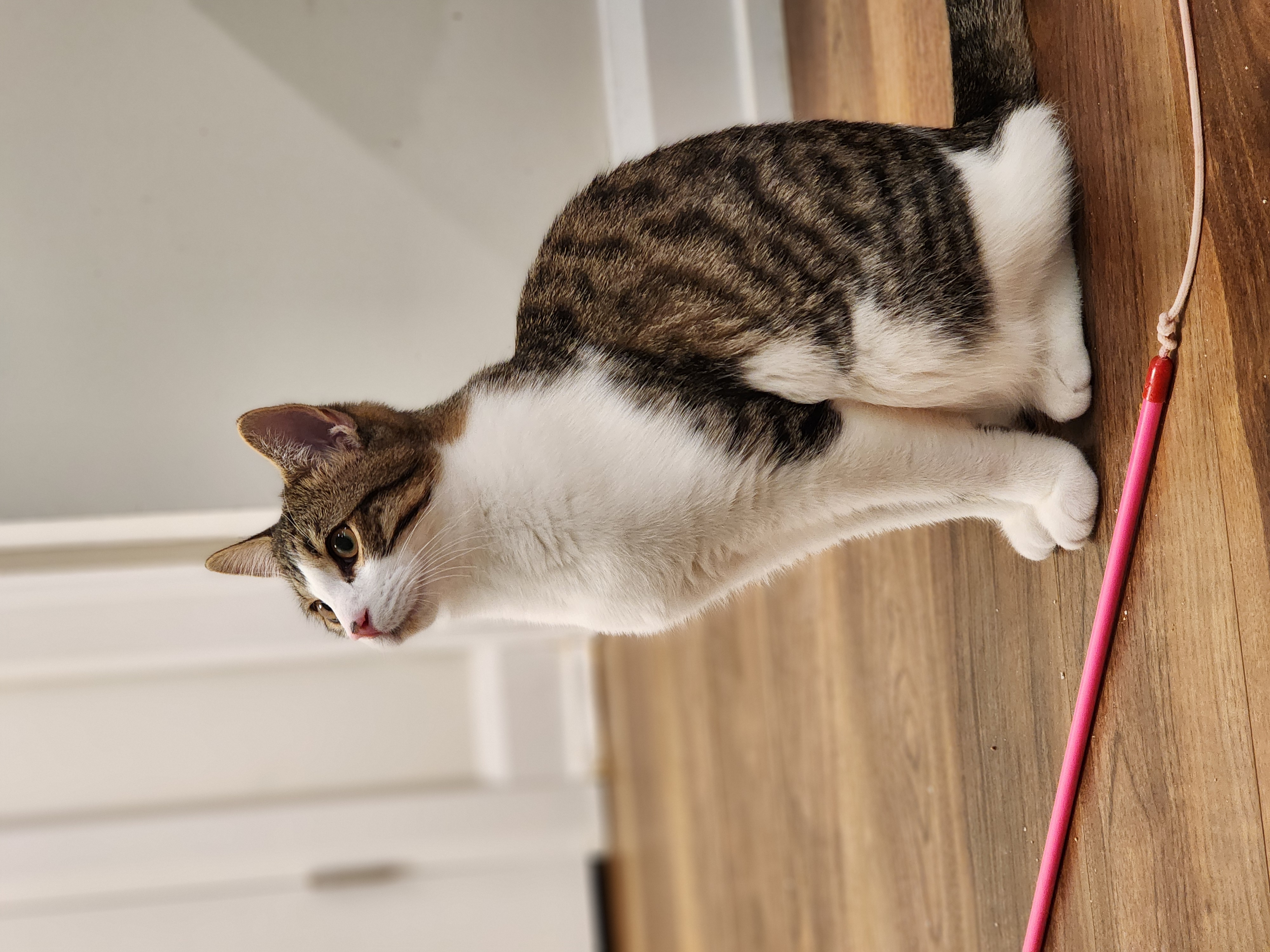 Hamez, Adoptable, Kitten Male Domestic Short Hair.