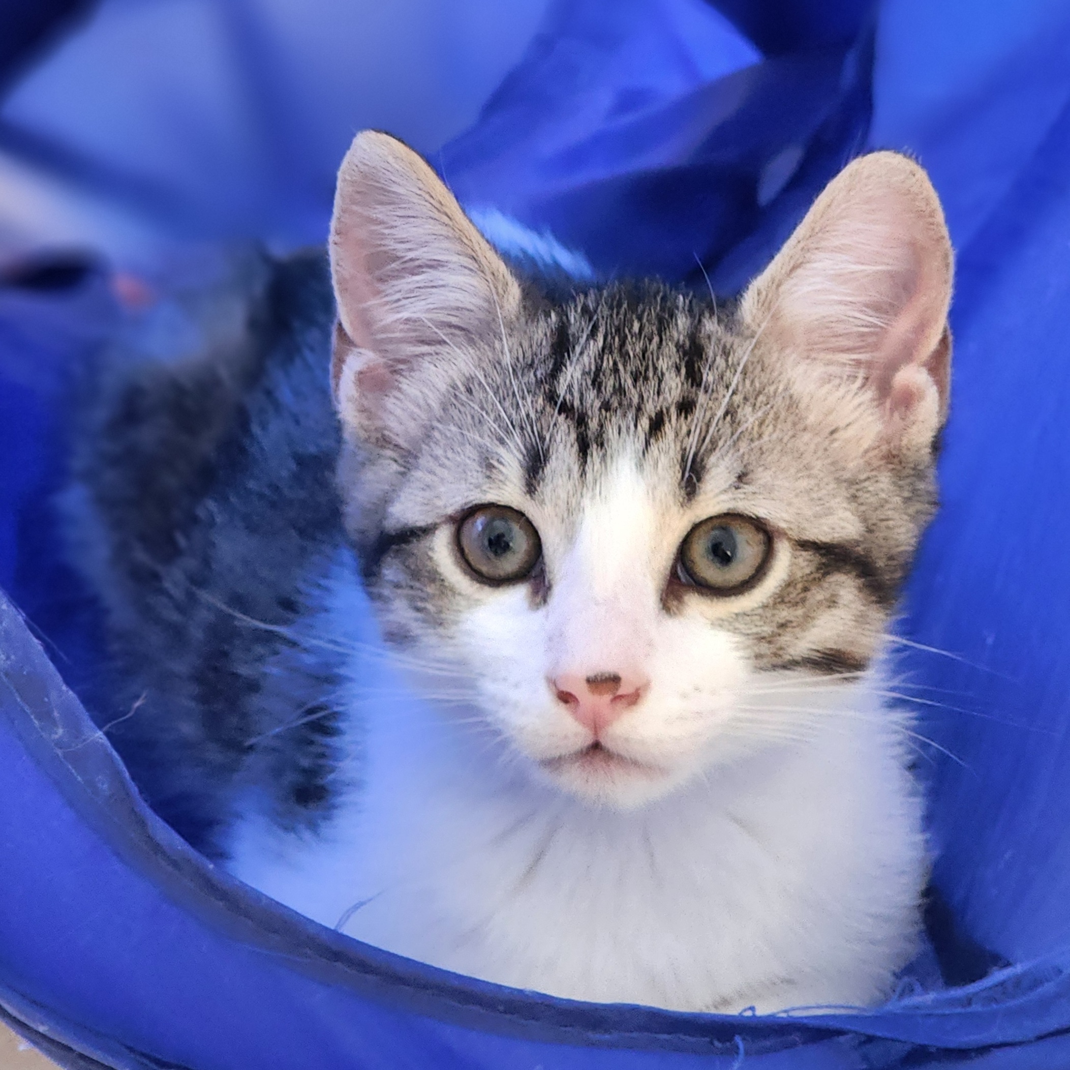 Hamez, a Adoptable Domestic Short Hair in Ottawa, ON image 2/6