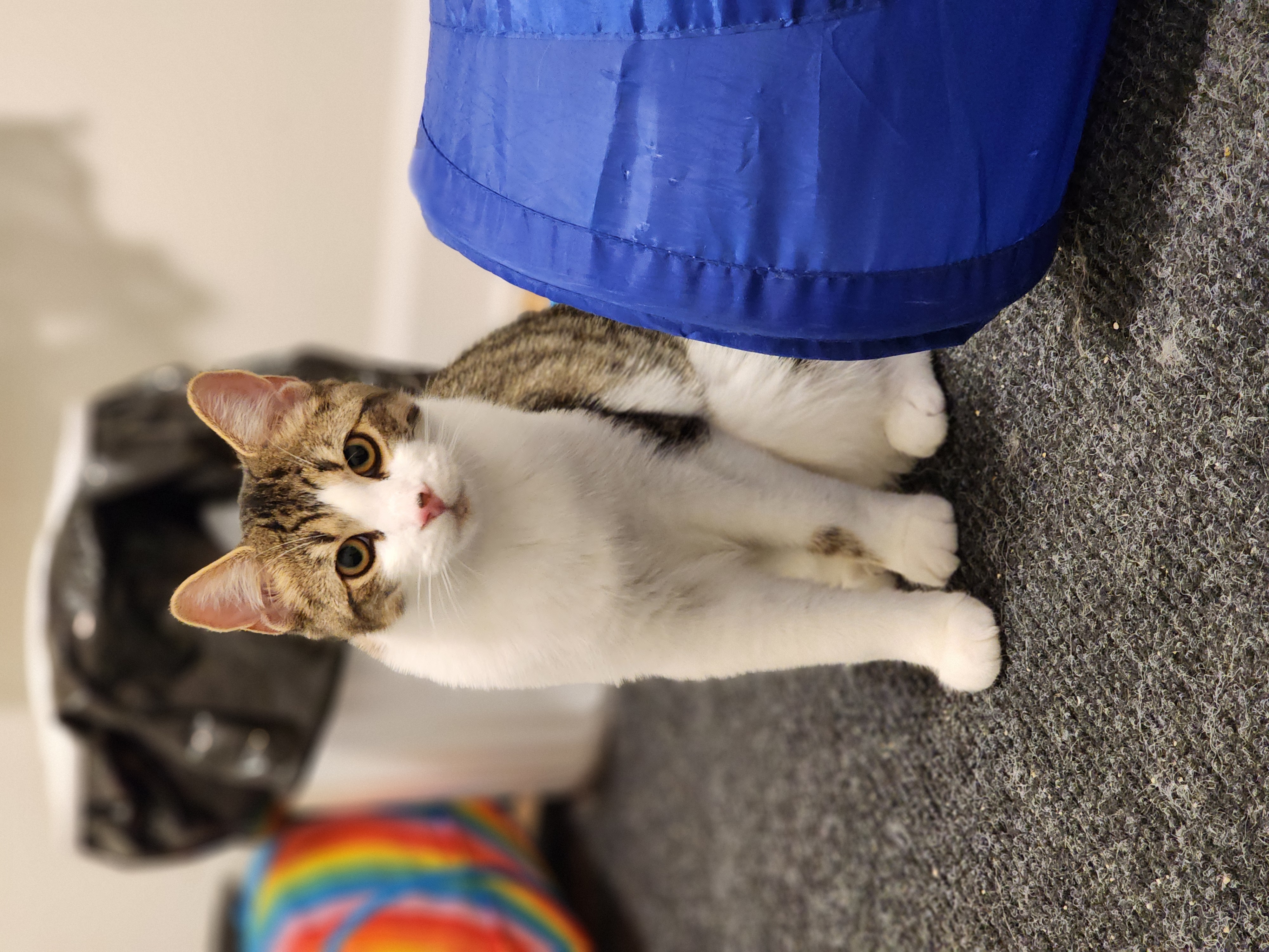 Hamez, a Adoptable Domestic Short Hair in Ottawa, ON image 6/6